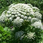 Giant Hogweed Removal