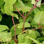 Japanese Knotweed Removal