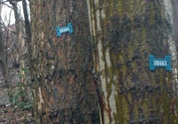 tree surveys