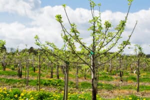 tree planting